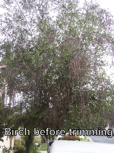 Birch before trimming