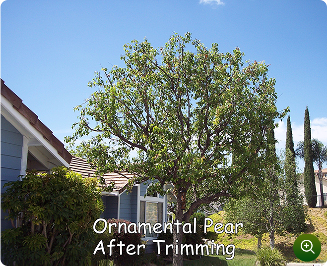 Ornamental Pear After Trimming