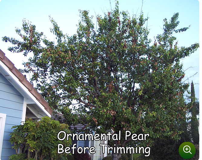 Ornamental Pear Before Trimming