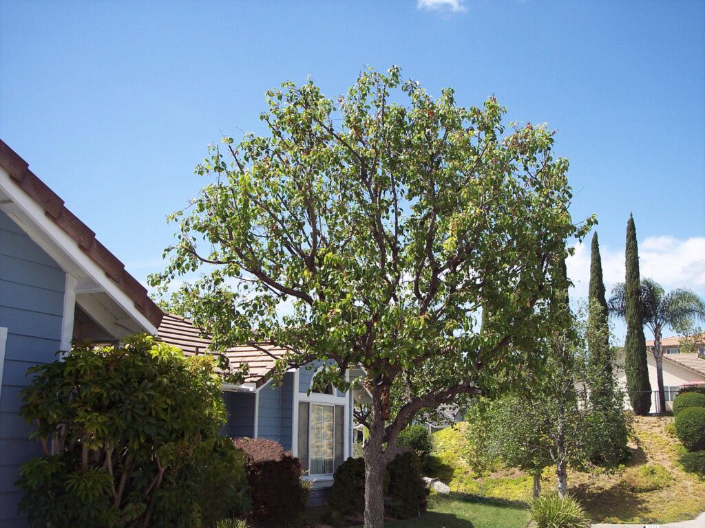 Ornamental Pear After Trimming