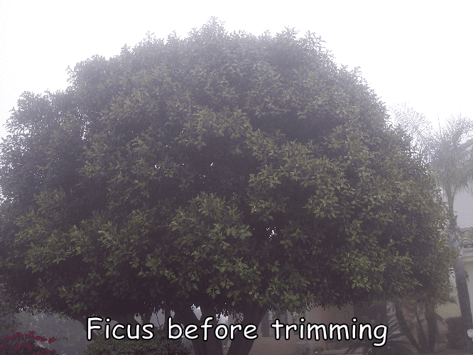 ficus before 1