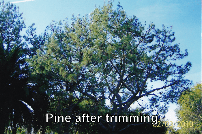 pine after trimming