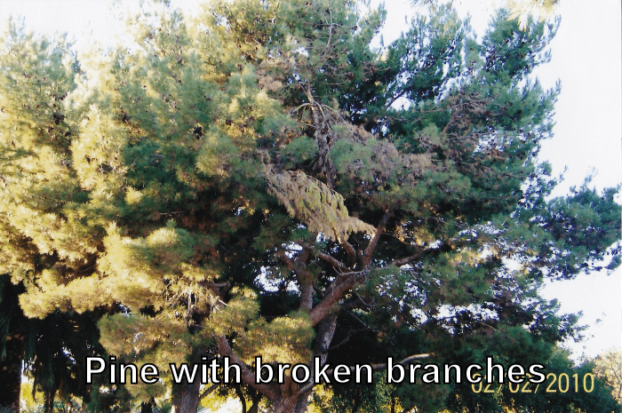 pine broken branches