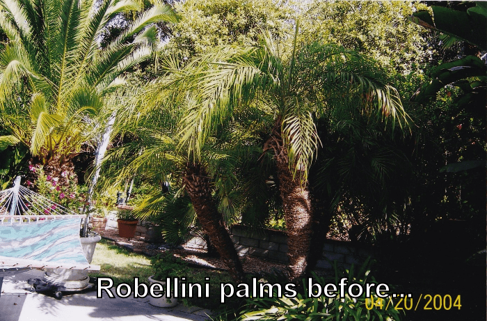 robellinis before