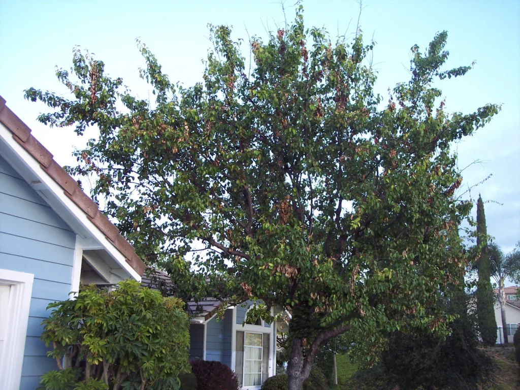 Ornamental Pear Before Trimming