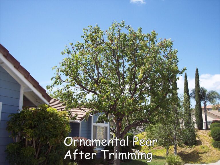 Ornamental Pear after