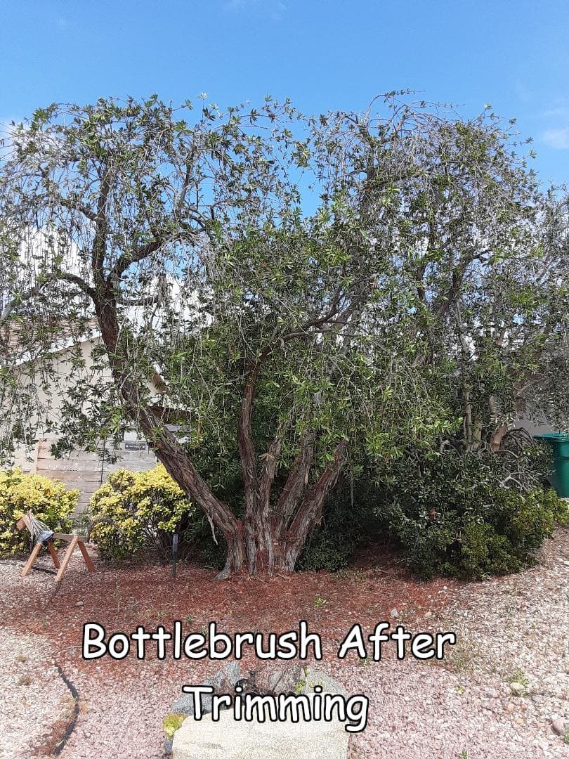 bottlebrush thinned 4 with captions