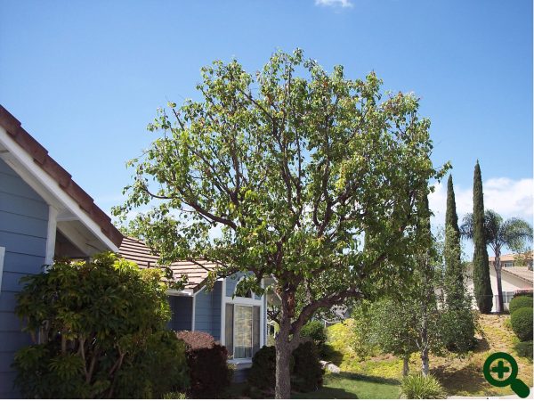 Ornamental Pear after zoomed