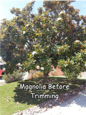 magnolia before trimming