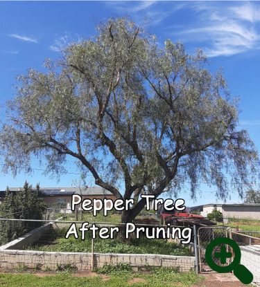 pepper after 1 captioned Pruning